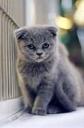 Image result for Scottish Fold Ear Cat Cute