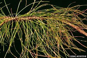 Image result for Pine Tree Needle Drop