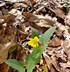 Image result for Yellow Violet Flower