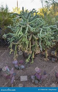 Image result for Arizona Succulent Plants