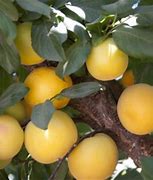Image result for Peacotum