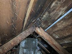 Image result for Bats Nesting in Attic