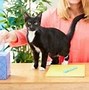 Image result for cats farts allergy