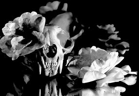 Image result for Skull Still Life