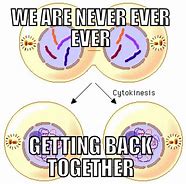 Image result for Mitosis Memes