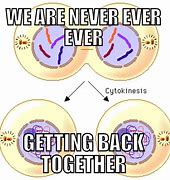 Image result for Asexuality Meme Mitosis