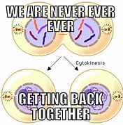 Image result for Email Mitosis Meme