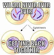 Image result for Humans Undergoing Mitosis Meme