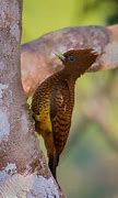 Image result for Celeus grammicus