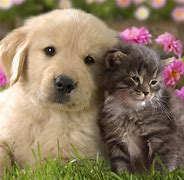 Image result for Beautiful Cat and Dog