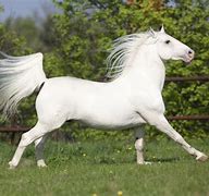 Image result for Lipizzan Horses