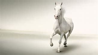 Image result for Running Horse with White Background