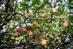 Image result for Anna Apple Tree Leaves