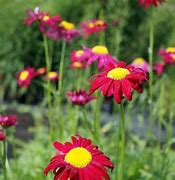 Image result for Tanacetum Robinsons Red (Coccineum-Group)