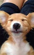Image result for Piche's of Cute Happy Puppy