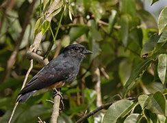 Image result for Chelidoptera tenebrosa