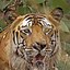 Image result for Indian Tiger