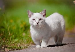 Image result for Best Cats to Own
