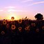 Image result for Sunflower Aesthetic Wallpaper Horizontal