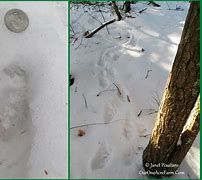Image result for Porcupine Footprint