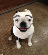 Image result for Funny Dog Eyebrows