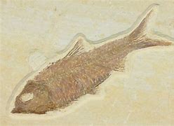 Image result for Freshwater Fossils