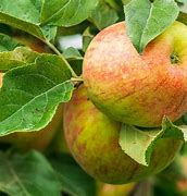 Image result for Honeycrisp Apple Trees Growing Zones