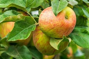 Image result for Full-Grown Honeycrisp Apple Tree