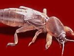 Image result for Mole Crickets Lawn