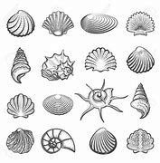 Image result for Sketch Sea Shells Drawing