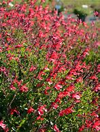 Image result for Salvia greggii ARCTIC BLAZE Dark red