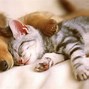 Image result for Kittens and Puppies Party Wallpaper