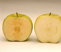 Image result for Types of Apple's