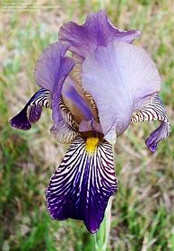 Image result for Iris sambucina