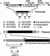 Image result for Exon Transcript