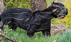 Image result for Rare Pit Bulls