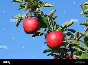 Image result for 99 Apples