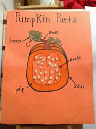 Image result for Closer Look at a Pumpkin Preschool