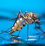 Image result for Mosquito Season