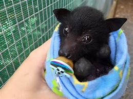 Image result for Cute Baby Animals Bat