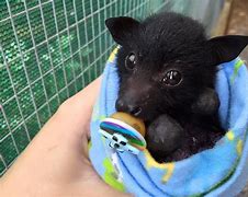 Image result for Adorable Baby Bats