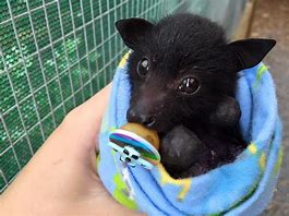 Image result for Baby Fruit Bat Pets