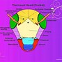 Image result for Insect Antenna Types