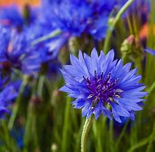 Image result for Blue Purple Meadow Flowers