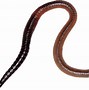 Image result for Worm On Hook in Water