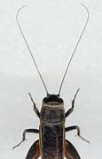 Image result for Field Cricket Ankmated