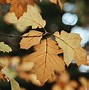 Image result for Oak Tree Symbolism