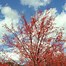 Image result for Crab Apple Trees Autumn
