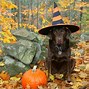 Image result for Funny Halloween
