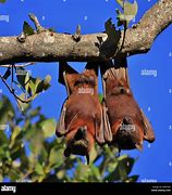 Image result for Cute Baby Fruit Bats